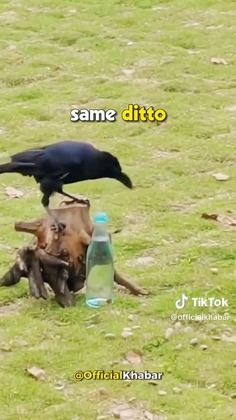 Clever Crow Uses Pebbles to Drink Water | Real-Life 'Thirsty Crow' Story