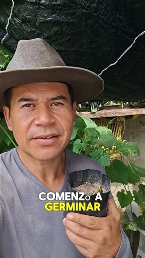 🥭 Germiné un Chico Zapote y Mira Cómo Va