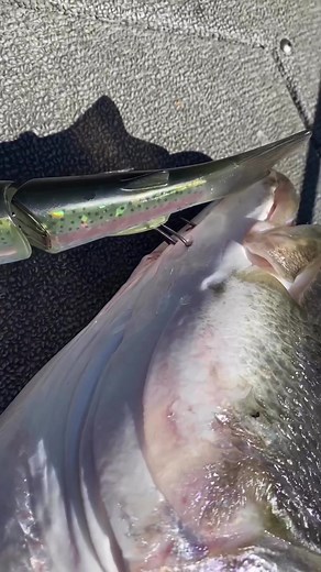 #striper #stripebass #stripebassfishing #fishinglife #fishing #stripedbassfishing