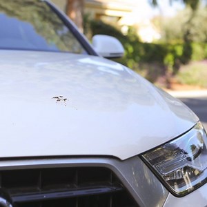 Do you use Extreme Bug & Tar as a spot treatment or as a pre-treatment prior to washing? The cleaner’s streak-free formula makes it safe to use on exterior finishes—even glass—and preserves wax protection. Sorry 🦟, you don't stand a chance. | Armor All