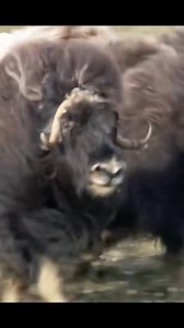 1404073847631273____New animals video #USA #Travel #AmericanLifestyle #AmericanVibes #MadeInUSA #LifeInAmerica #Austria #Portugal #belgium #France #Germany #USA #America#plzzz_saport_me #plzz__shear__saved__likes__and__follow_me | D' Cup Coffee Republic