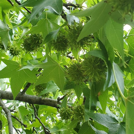 12 Sweetgum Balls Liquidambar Fresh Picked Green and Frozen Nov. of 2025 - Etsy