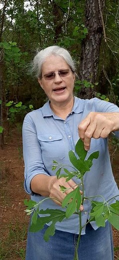 How To Identify A Sassafras Tree
