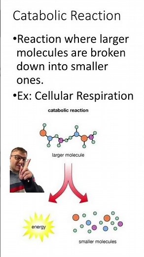 Anabolic vs. Catabolic Reactions