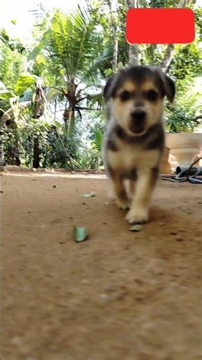 Ruby the Puppy's Cutest Slow Motion Run! 🐶❤️ . #shorts