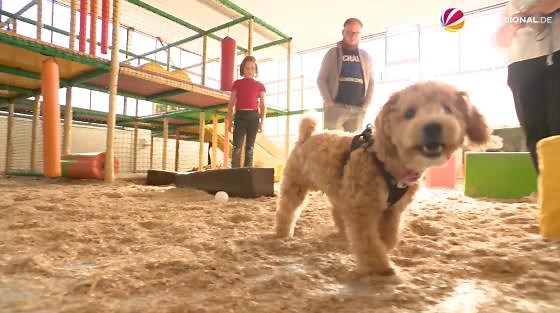 Hunde Fun Park: Riesenspaß für Vierbeiner in Hannover
