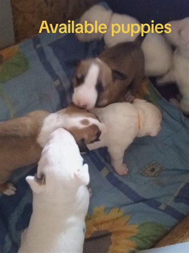 Bull terrier pups on TikTok