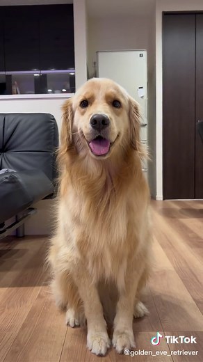 「散歩」というワードで耳がフワッてしてしまうゴールデンレトリバー😂😂😂#ゴールデンレトリバー #ゴールデンレトリバーのいる生活 #golgenretriever #ペットのいる暮らし