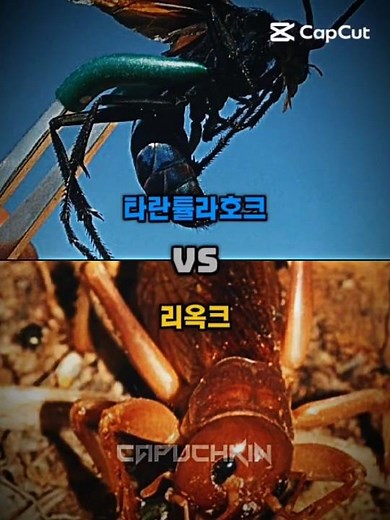 타란튤라호크 vs 리옥크
