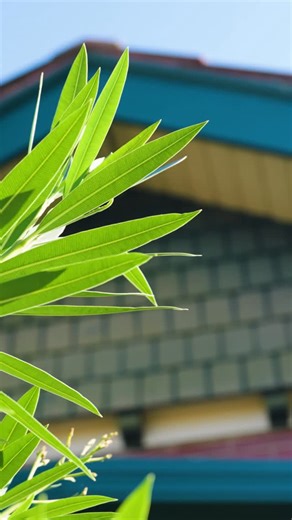 Make yourself at home, 23 Traill Street, Northcote — a rare gem full of promise. Set in one of Northcote’s most tightly held pockets, this early 1900’s home offers comfortable living today with incredible potential for tomorrow. Sitting proudly within the Northcote High School Zone and just moments from High Street, trams, local parklands and boutique cafes, the lifestyle box is well and truly ticked. Inside, the bright entrance hallway leads you past a grand living room and separate dining area