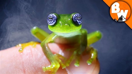Ghost frogs: Myth or scientific reality?