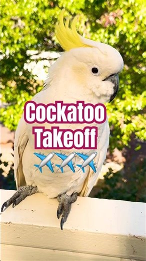 Why are THEY ALL staring like that? #cockatoo #funny #animals 🩷 🩷 🩷