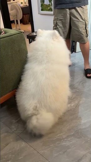 Soothing Samoyed Puppy Tail Waggling - Watch This Heartwarming Video
