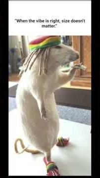 #hope #funny #mouse #happy