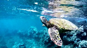 Amazing underwater video of sea turtles almost magically cleaned up with ProDrenalin V2 . ProDrenalin's advanced color correction cleans up the colors and exposure and the stabilizer smoothed to the shakes. Download the free trial version and see what it can do with your video. | ProDRENALIN