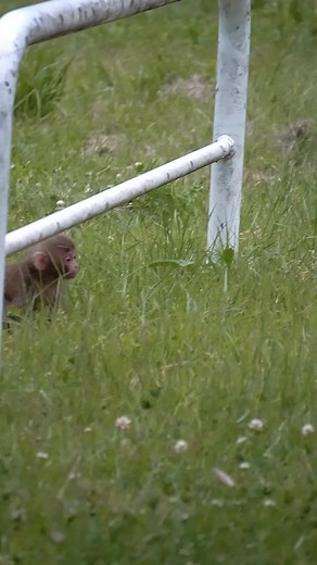 A wild Japanese macaque crying in the middle of autumn leaves in Azumino, Nagano, Japan_ #japanesemacaque #japanesemonkey #snowmonkey #monkey #wildlife | Monkey USA