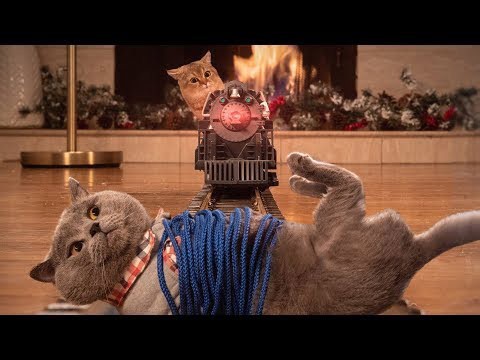 Cats' home alone antics revealed in entertaining video