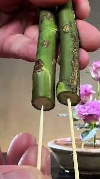 Five Purple Roses and Two Birds of Paradise Chinese Flower Arrangement Tutorial Expedition Teach