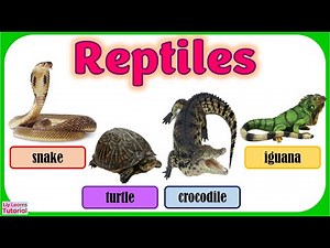 Reptiles | Vertebrates | Types of Vertebrates | Vertebrate Animals | What are vertebrates?