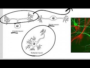 Nervous System Introduction for Anatomy and Physiology (CNS and PNS)