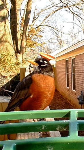 American Robin taking a moment | Memphis Birdcam