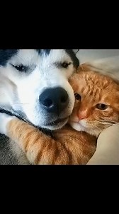 The love between dog and cat.🥰🥰#thepetcorner Cre: superpets9527 | The Pet Corner