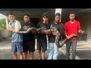 14-Foot Reticulated Python Eats 9 Chickens/Check Out This Monster Snake/It's Heavy🐍