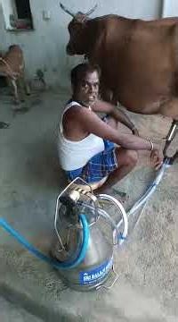 How to use milking machine