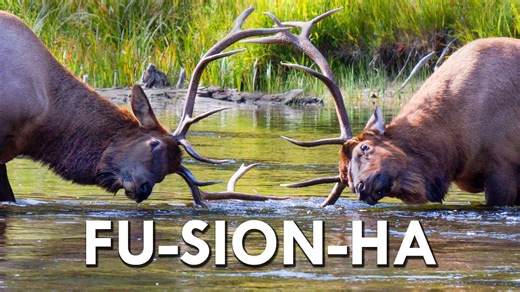 Wapiti: When an Unstoppable Force Meets an Immovable Object