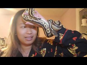 Ball Python 1 Year Update!!