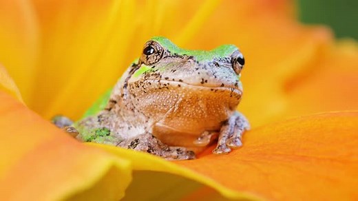 Gray Tree Frog Resting Inside of Yellow Flower