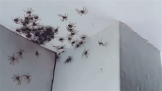 Video Mother finds large number of baby spiders in daughter's bedroom