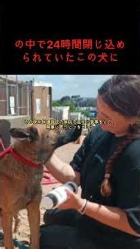 の中で24時間閉じ込められていたこの犬に#保護犬 #動物保護 #ゴミの中の命 #感動実話 #希望