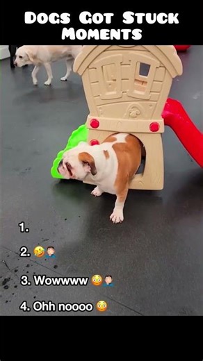 🎬 Dogs Got Stuck Moments 🫣🤣
