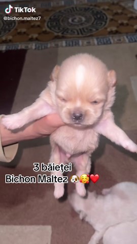#🐶❤️ #bichon #love #maltesedog #dogs #Ask #boy #boys Căutăm o căsuță ❤️🥰🐶