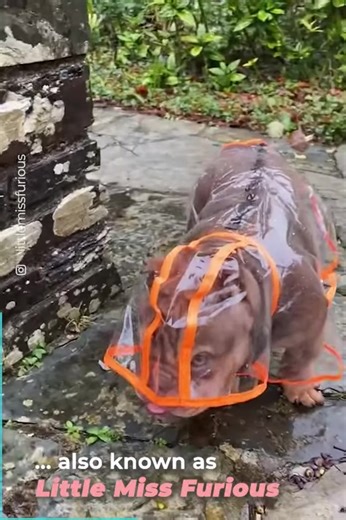 2K views · 71 reactions | American Bulldog Has The Angriest Resting Face You'll Ever See She’s looks so furious, but she also looks sooooo cute  | Animals Pets | Facebook