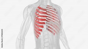 The external intercostals are small muscles located in between each rib, starting at the first rib and extending down to the 11th rib