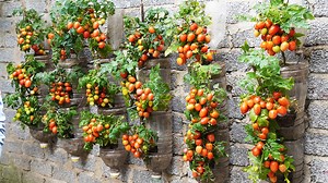 I Turned An Old Wall Into An Unexpectedly Productive Tomato Garden | DIY Balcony Garden