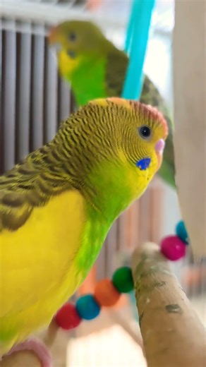Budgies chirping sounds #Budgies