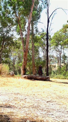 Overcoming Challenges in Show Jumping and Cross Country