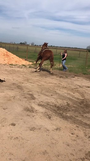 When the horse won’t load #foryoupage #horse #wips #wontlisten #boots