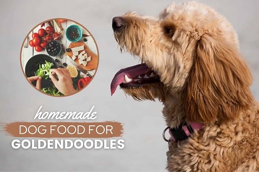 Goldendoodle Homemade Dog Food Recipes & Diet Guide - Canine Bible