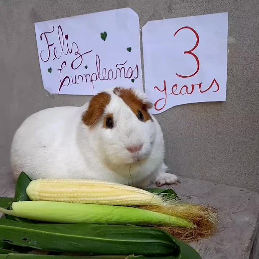 Cumpleaños de mi mejor amiga: Celebrando 3 años 🎉