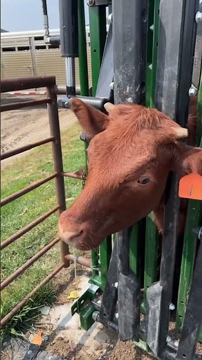 Fall shots and working calves