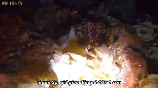 Exploring Colorful Marine Life in Underwater Habitat