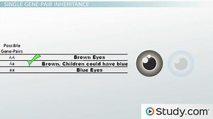 Single Gene Inheritance | Definition, Examples & Disorders - Video | Study.com