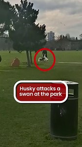 Three people were forced to pull an enraged husky off a swan during a shocking attack at Burgess park. | The Mirror