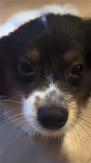 Accidentally stepping on your dogs foot is offensive… but when they hurt you it’s fine!