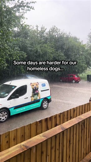 Understanding Dogs' Behavior in Rainy Weather