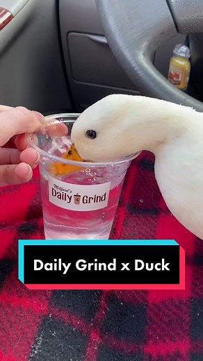 Milford Coffee Shop with Delicious Smoothies | Daily Grind